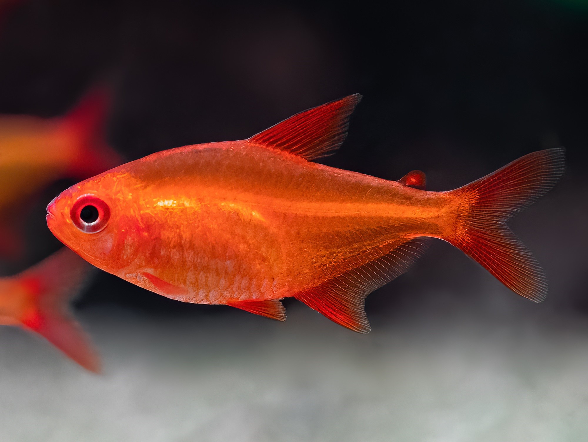 Tetra Red Cherry