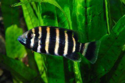 Tilapia Rayada
