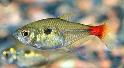 Hemmigramus Stictus
