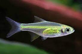Rasbora Neon Yellow