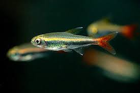 Tetra Loreto