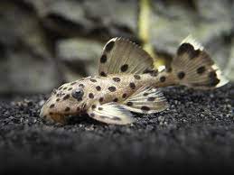 Pleco L264 Sultan