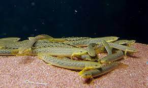 Polypterus Palmas