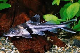 Pimelodus Chaleco