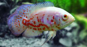 Astronotus Albino Tigre