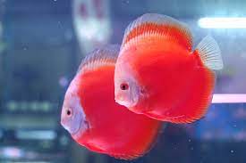 Discus Red and White