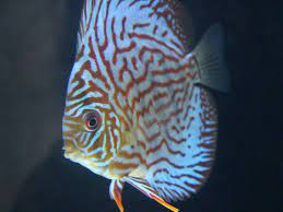 Discus Red Turquesa