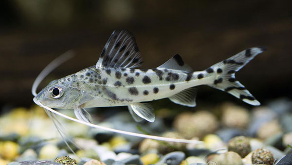 Pimelodus Pictus