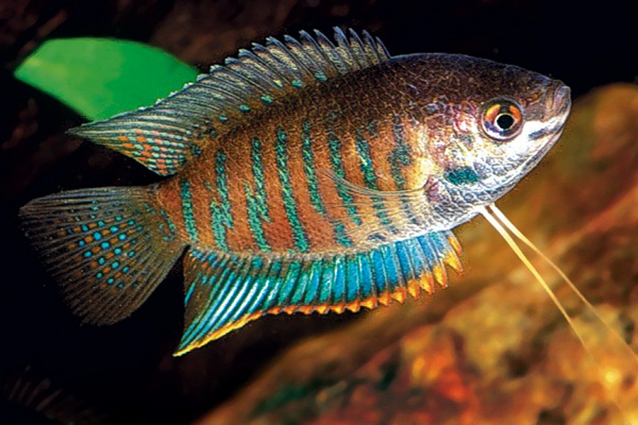 Colisa Fasciata