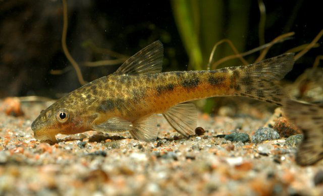 Limpiavidrios Arnoldi
