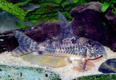 Hoplisoma longipinnis (Ex Coridora longipinnis)