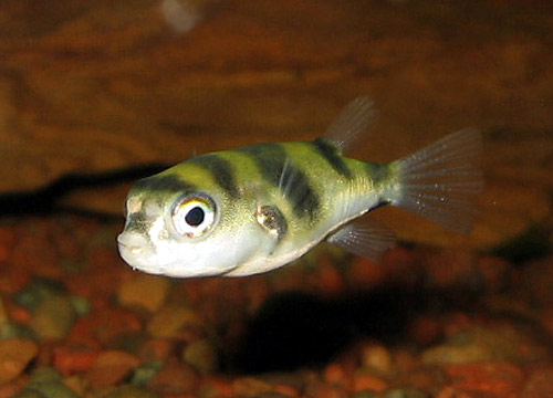 Puffer Amazónico Agua Dulce
