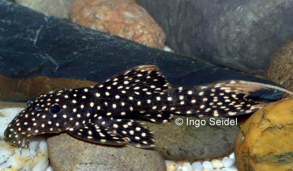 Hypostomus Sertanejo