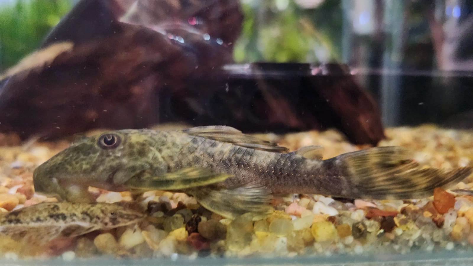 Hypostomus sp Arenaria