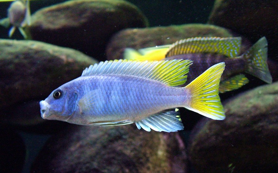 Pseudotropheus Acei
