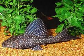Hypostomus Regani