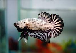 Betta Black Dragon PK Casal