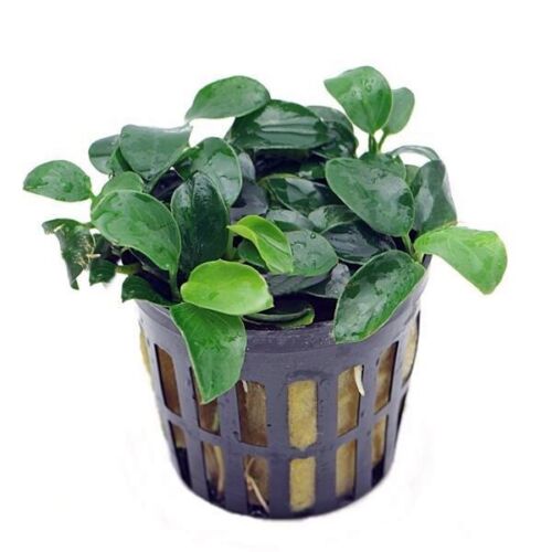 Anubia Bonsai