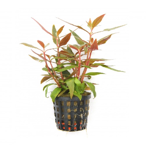 Alternanthera Reineckii EMERGIDA