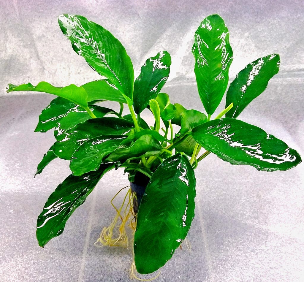 Anubia Gabon