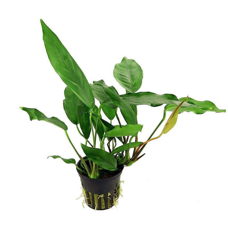 Anubia Minima
