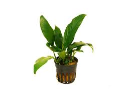 Anubia lanceolata