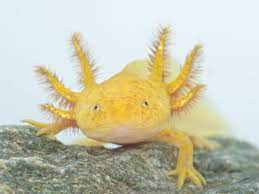 Axolote golden