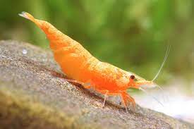 Camaron orange