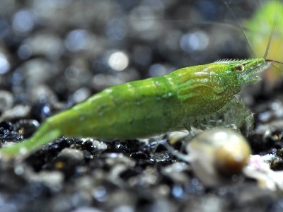 Caridina green