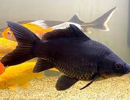 Carpa Koi Negra