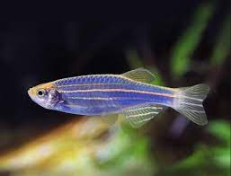 Cebritas cosmic blue