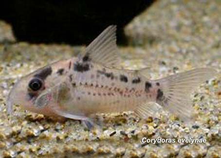 Hoplisoma Evelinae (Ex Coridora evelynae)