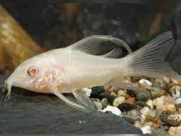 Hoplisoma Paleatus Albina Velifera (Ex Coridora Paleatus)