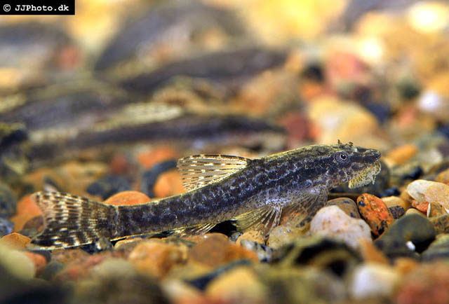 Hisonotus sp