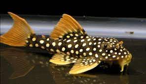 L14 sunshine pleco