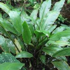 Lagenandra Ovata