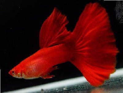 Lebiste albino full red delta tail casal