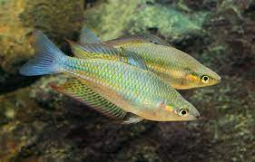 Melanotaenia splendida