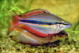 Melanotaenia trifasciata