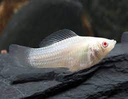Molly albina