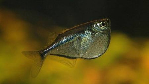 Pez Hacha de Linea negra