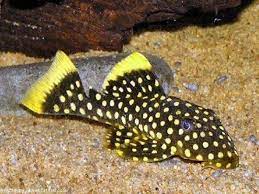 Pleco L018 pepita de oro