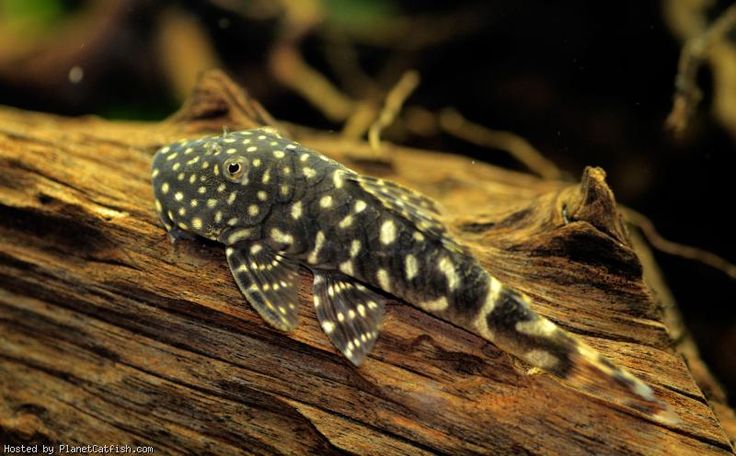 Pleco L455
