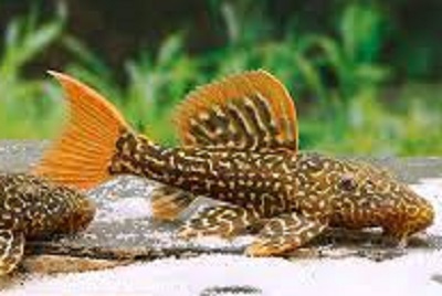Pleco L600 leopardo de aleta roja