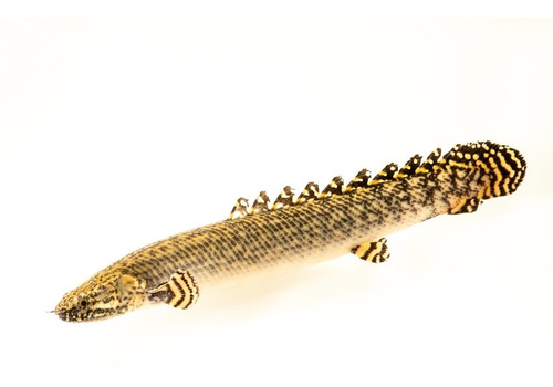 Polypterus arena
