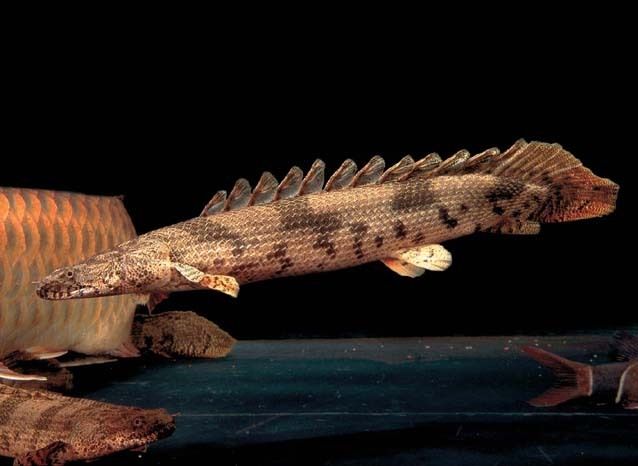 Polypterus endlicheri