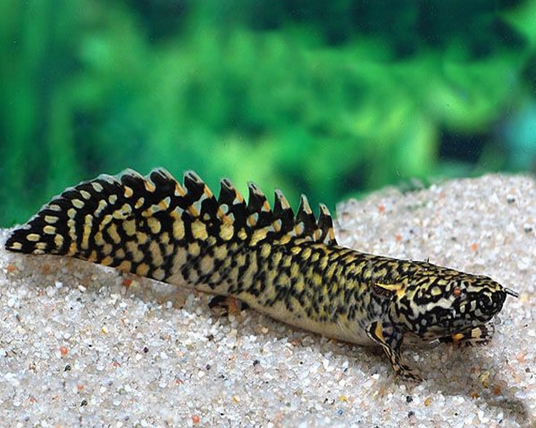 Polypterus ornatipinis