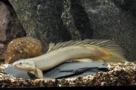 Polypterus senegalus