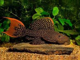 Pseudoacanthicus leopardo l114
