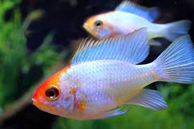 Ramirezi Electric Blue golden head